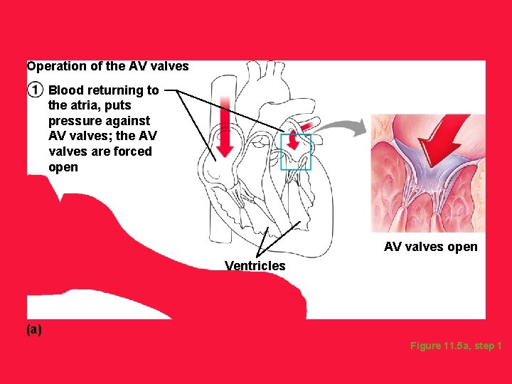 Operation of the AV valves Blood returning to the atria, puts pressure against AV