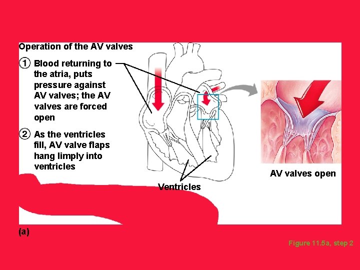 Operation of the AV valves Blood returning to the atria, puts pressure against AV