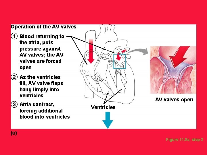 Operation of the AV valves Blood returning to the atria, puts pressure against AV