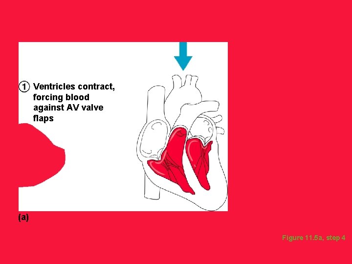 Ventricles contract, forcing blood against AV valve flaps (a) Figure 11. 5 a, step