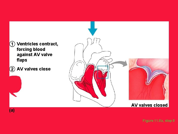 Ventricles contract, forcing blood against AV valve flaps AV valves close (a) AV valves