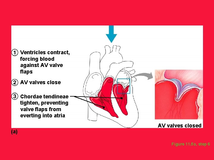 Ventricles contract, forcing blood against AV valve flaps AV valves close Chordae tendineae tighten,