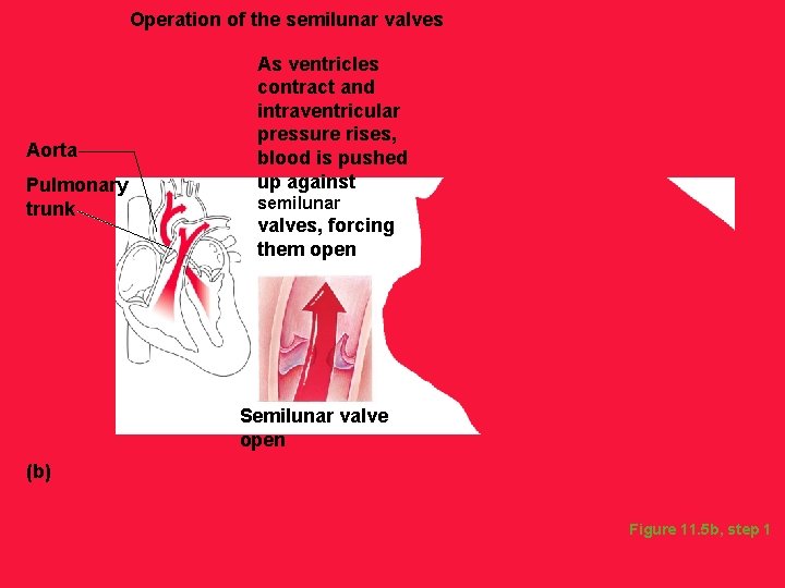 Operation of the semilunar valves Aorta Pulmonary trunk As ventricles contract and intraventricular pressure
