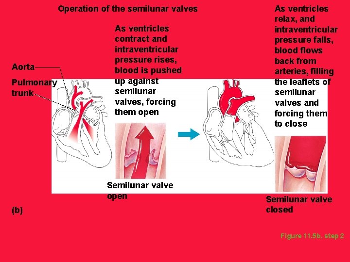 Operation of the semilunar valves Aorta Pulmonary trunk As ventricles contract and intraventricular pressure