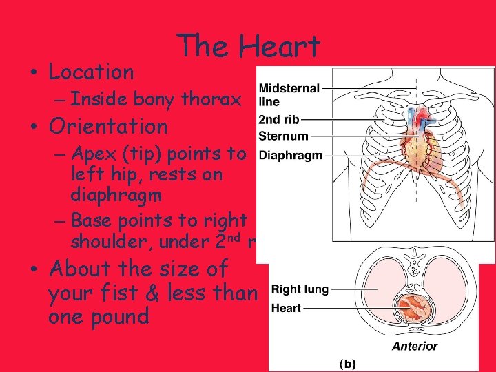  • Location The Heart – Inside bony thorax • Orientation – Apex (tip)
