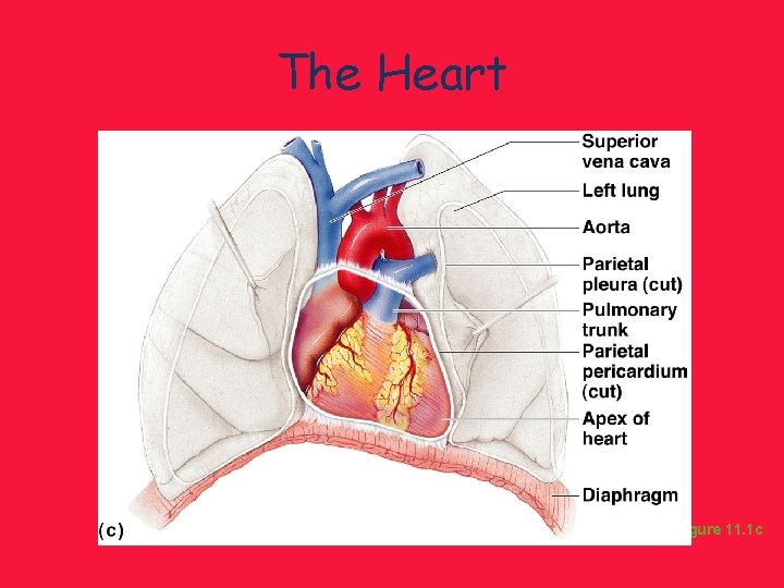 The Heart Figure 11. 1 c 