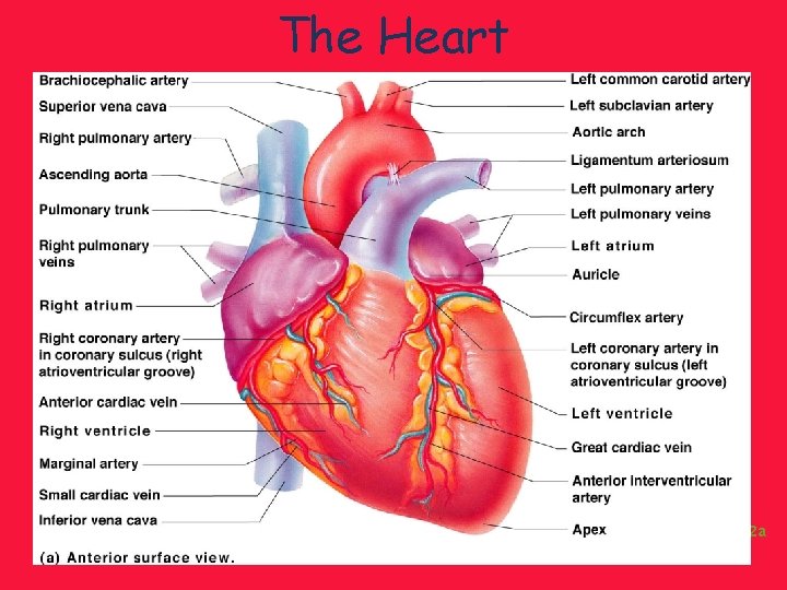 The Heart Figure 11. 2 a 