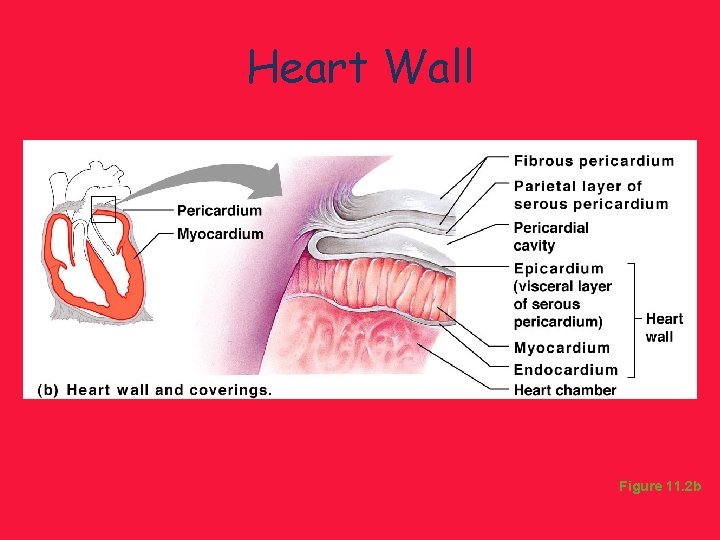Heart Wall Figure 11. 2 b 
