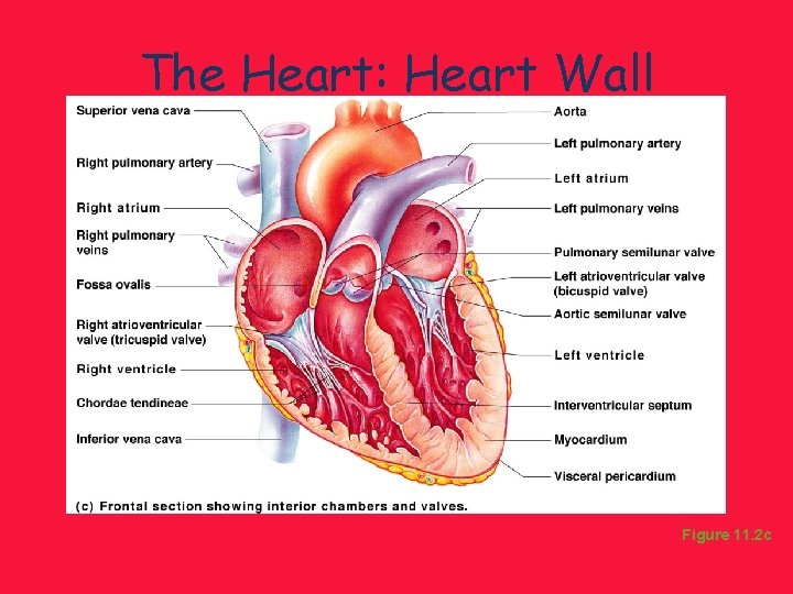 The Heart: Heart Wall Figure 11. 2 c 