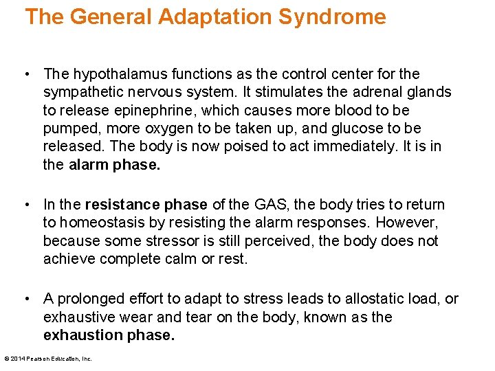 The General Adaptation Syndrome • The hypothalamus functions as the control center for the