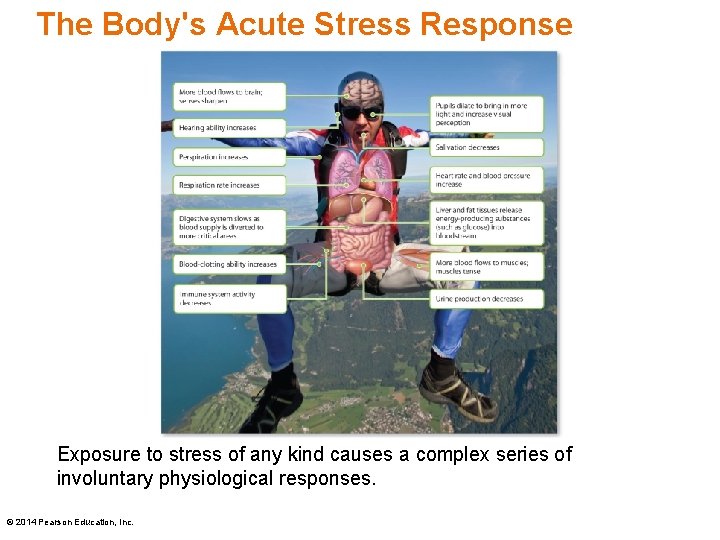 The Body's Acute Stress Response Exposure to stress of any kind causes a complex