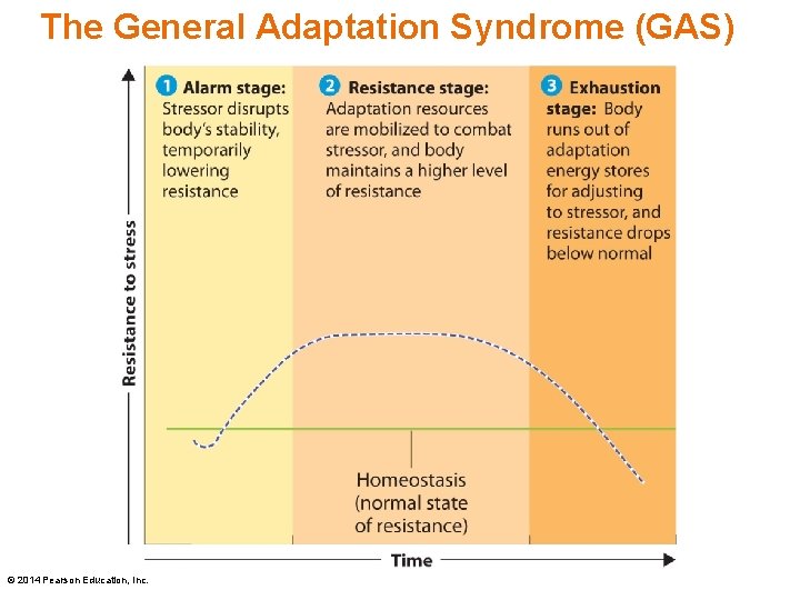 The General Adaptation Syndrome (GAS) © 2014 Pearson Education, Inc. 