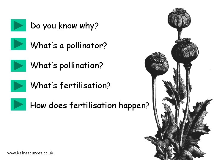 Do you know why? What’s a pollinator? What’s pollination? What’s fertilisation? How does fertilisation