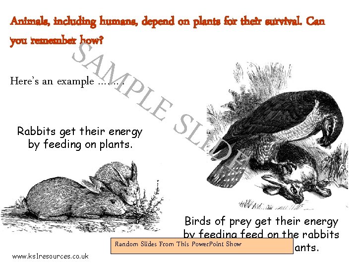 Animals, including humans, depend on plants for their survival. Can you remember how? SAM