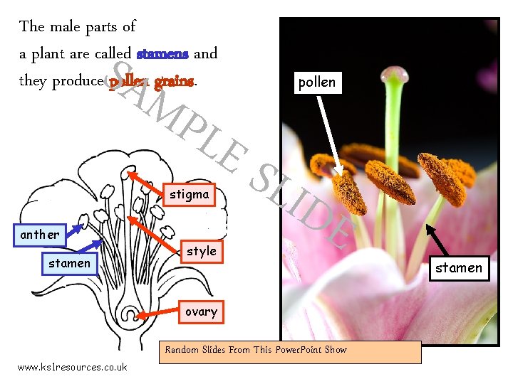 The male parts of a plant are called stamens and they produce pollen grains.