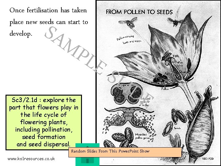 Once fertilisation has taken place new seeds can start to develop. SAM PLE SLI