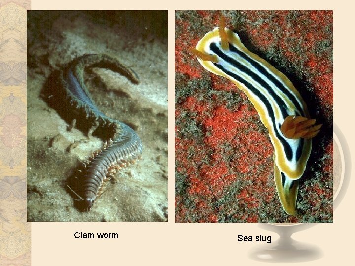 Sunetta Scripta World Biomes Marine Distribution The marine biome is