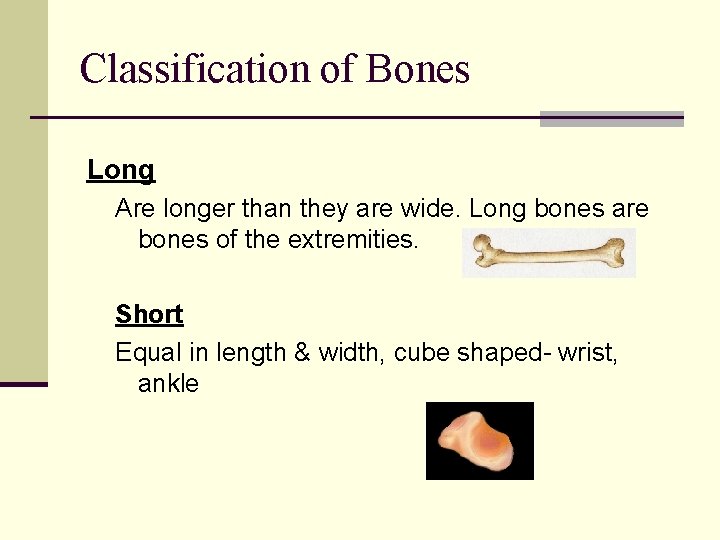 Classification of Bones Long Are longer than they are wide. Long bones are bones