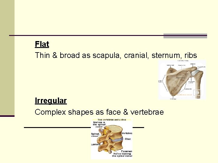 Flat Thin & broad as scapula, cranial, sternum, ribs Irregular Complex shapes as face