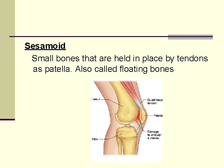 Sesamoid Small bones that are held in place by tendons as patella. Also called