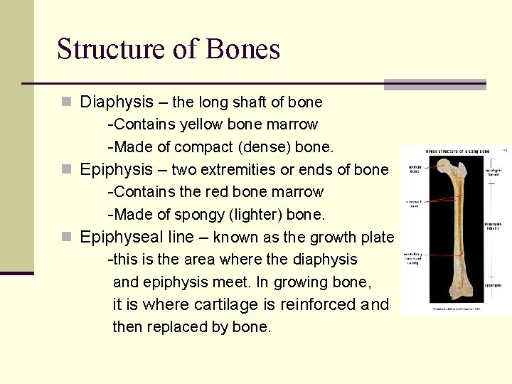 Structure of Bones n Diaphysis – the long shaft of bone -Contains yellow bone