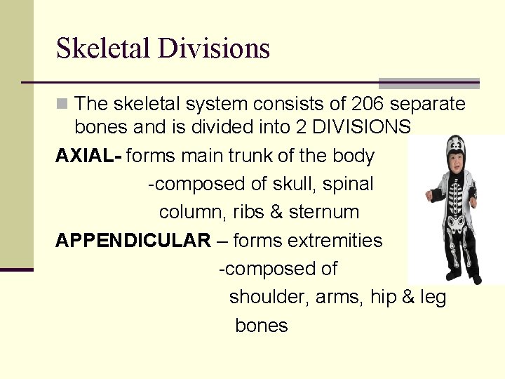 Skeletal Divisions n The skeletal system consists of 206 separate bones and is divided