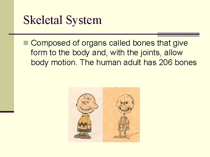 Skeletal System n Composed of organs called bones that give form to the body