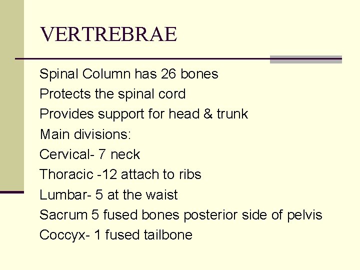 VERTREBRAE Spinal Column has 26 bones Protects the spinal cord Provides support for head