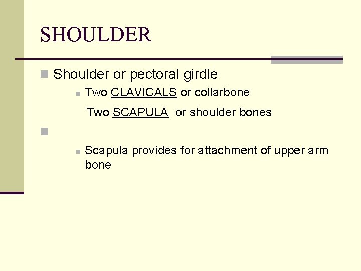 SHOULDER n Shoulder or pectoral girdle n Two CLAVICALS or collarbone Two SCAPULA or