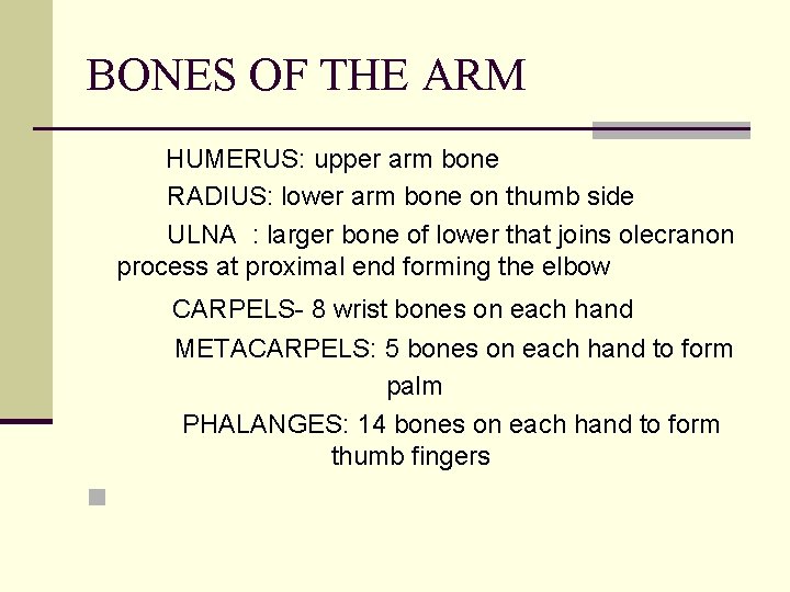 BONES OF THE ARM HUMERUS: upper arm bone RADIUS: lower arm bone on thumb
