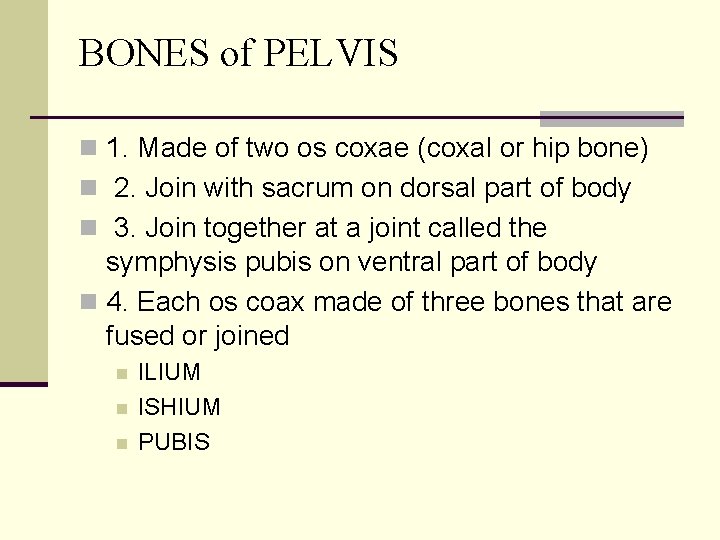 BONES of PELVIS n 1. Made of two os coxae (coxal or hip bone)