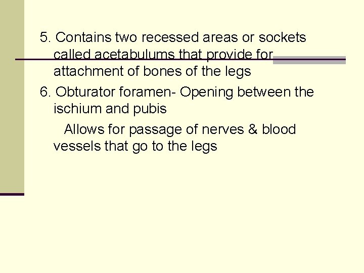 5. Contains two recessed areas or sockets called acetabulums that provide for attachment of