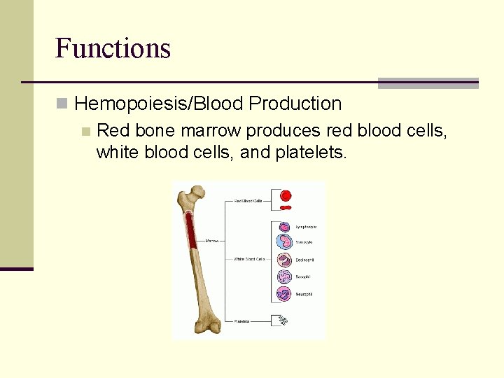 Functions n Hemopoiesis/Blood Production n Red bone marrow produces red blood cells, white blood