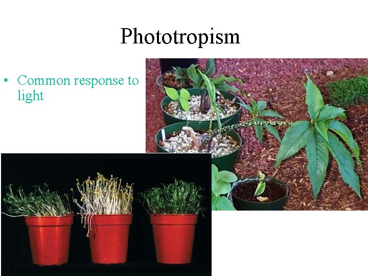 Phototropism • Common response to light 