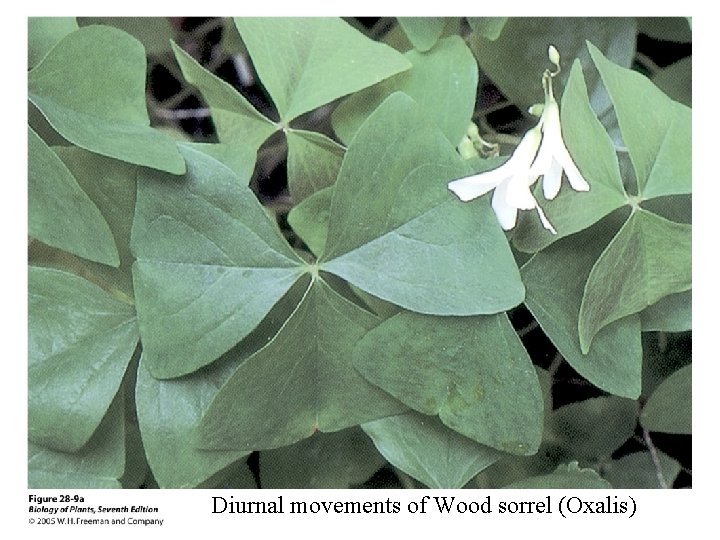 Diurnal movements of Wood sorrel (Oxalis) 