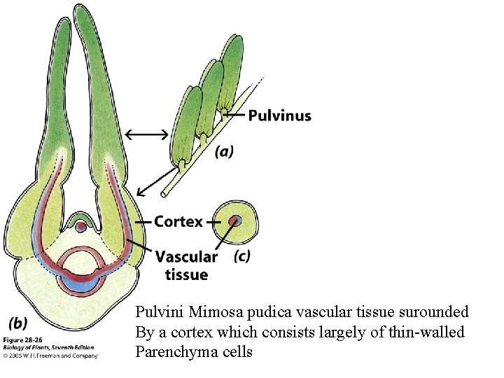 Pulvini Mimosa pudica vascular tissue surounded By a cortex which consists largely of thin-walled