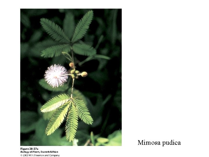 Mimosa pudica 