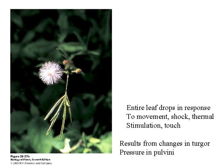 Entire leaf drops in response To movement, shock, thermal Stimulation, touch Results from changes