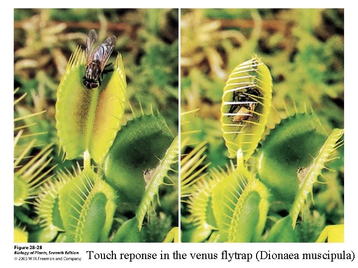 Touch reponse in the venus flytrap (Dionaea muscipula) 