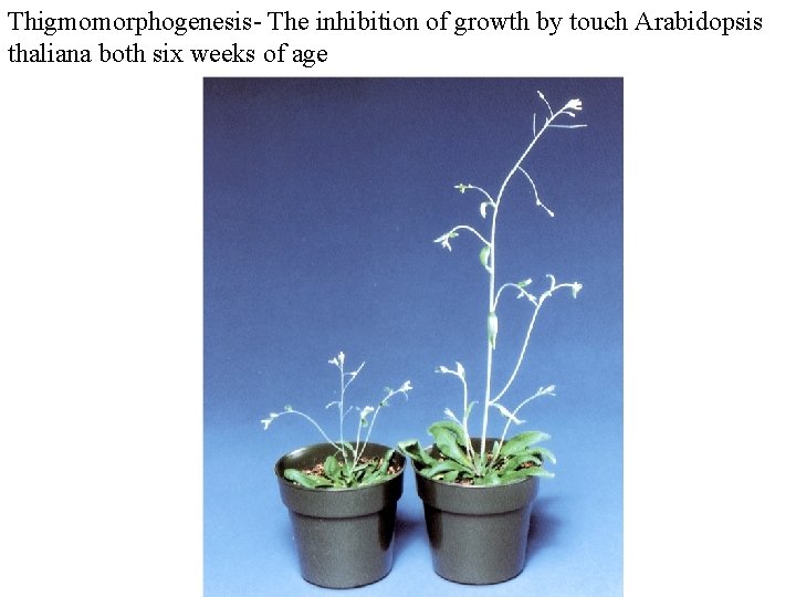 Thigmomorphogenesis- The inhibition of growth by touch Arabidopsis thaliana both six weeks of age