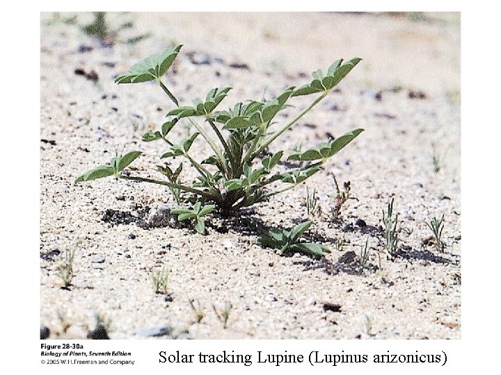Solar tracking Lupine (Lupinus arizonicus) 