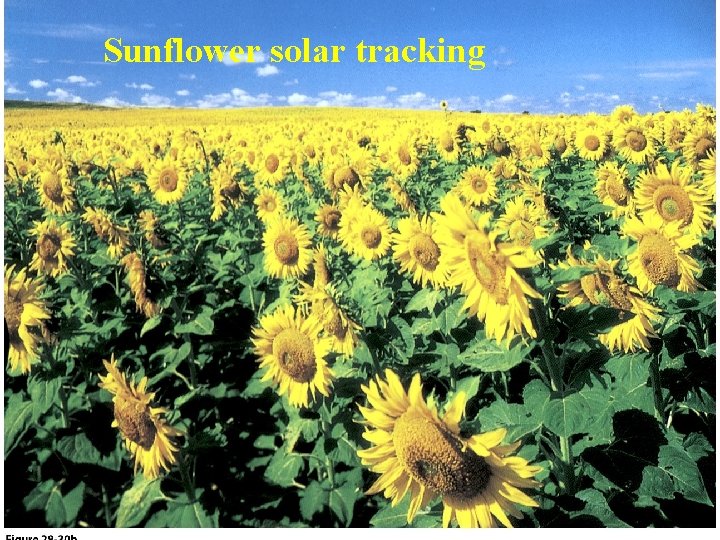 Sunflower solar tracking 