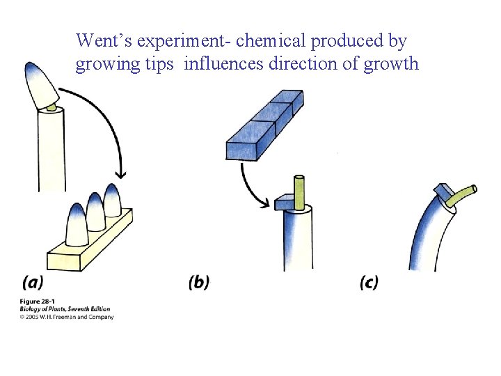 Went’s experiment- chemical produced by growing tips influences direction of growth 