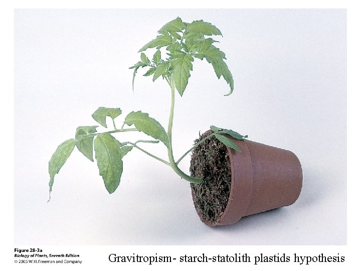 Gravitropism- starch-statolith plastids hypothesis 