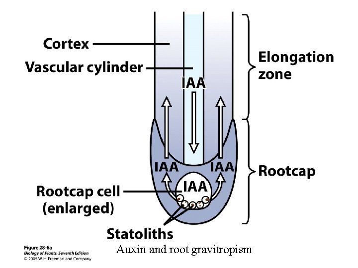 Auxin and root gravitropism 