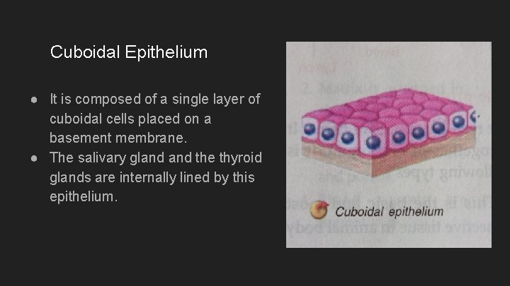 Cuboidal Epithelium ● It is composed of a single layer of cuboidal cells placed