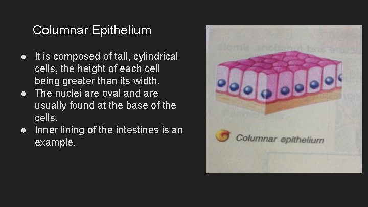 Columnar Epithelium ● It is composed of tall, cylindrical cells, the height of each