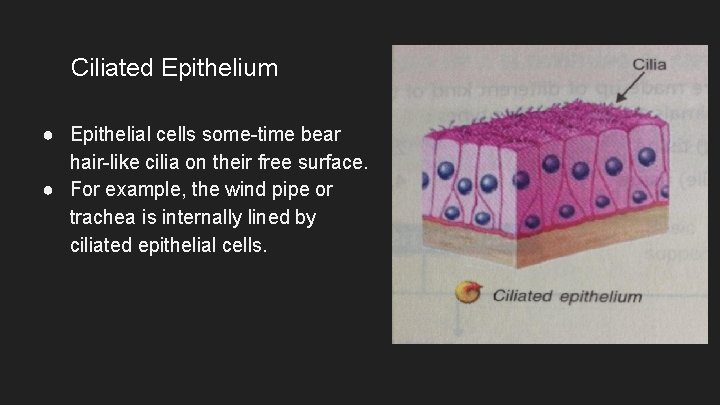 Ciliated Epithelium ● Epithelial cells some-time bear hair-like cilia on their free surface. ●