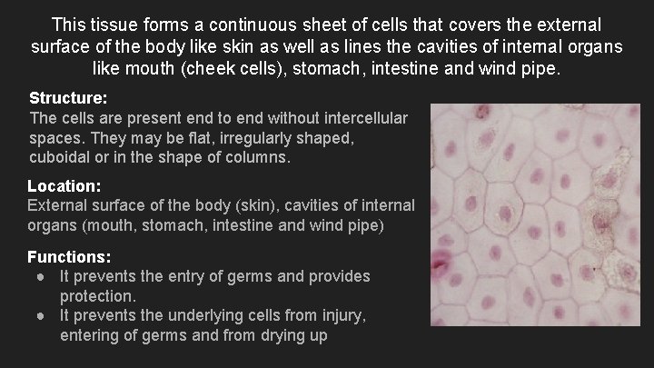 This tissue forms a continuous sheet of cells that covers the external surface of