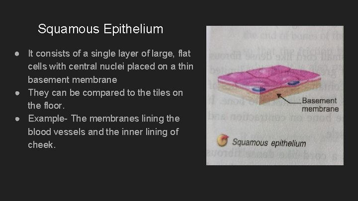 Squamous Epithelium ● It consists of a single layer of large, flat cells with